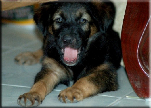 Devna Arora - Puppies 1-2 months old